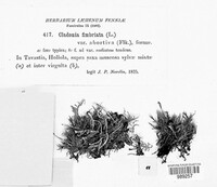 Cladonia fimbriata image